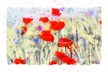 Watercolor painting of poppy flower blossom in summer time.