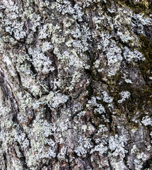 
embossed tree bark background texture
