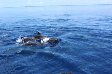 Obraz premium Dolphins jumping in the ocean at Maldives. View from the boat.