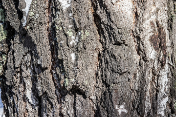 
embossed tree bark background texture
