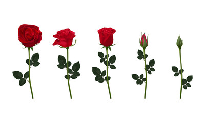 Naklejka premium Set of red rose flower isolated on white background. Flower Collection for your design. EPS 10 Vector.