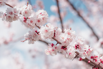 Apricot Bloom. Spring Flowers Blossom