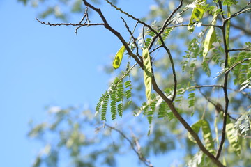 夏の花
