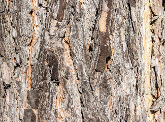 
embossed tree bark background texture