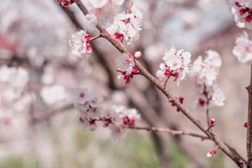 Apricot Bloom. Spring Flowers Blossom