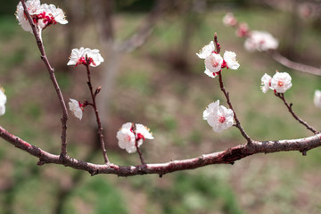 Apricot Bloom. Spring Flowers Blossom