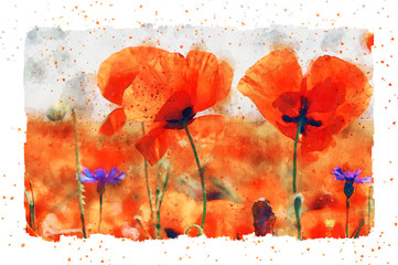 Watercolor painting of poppy flower blossom in summer time.