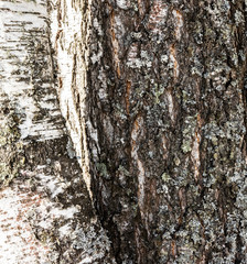 
embossed tree bark background texture