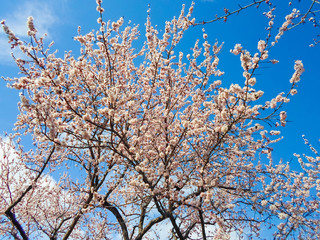 beautiful white flowers on an apricot tree. spring flowering apricot tree in the garden against a blue sky