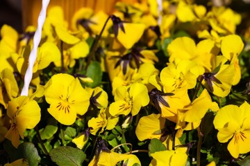 Fototapete bei efototapeten.de bestellen   