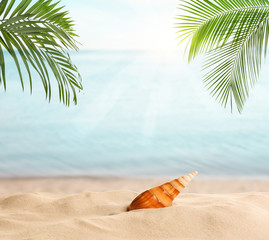Fototapeta na wymiar Seashell and tropical sandy beach on sunny day