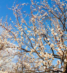 beautiful white flowers on an apricot tree. spring flowering apricot tree in the garden against a blue sky