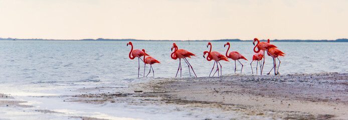 Flamingos on the lagoon of the Ria Lagartos nature preserve
