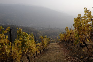 vineyard panorama in Valsusa