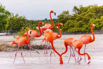 Flamingos on the lagoon of the Ria Lagartos nature preserve
