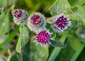 Blütenstand der großen Filzklette, Blühende große Filzklette, Blüten der Filzklette