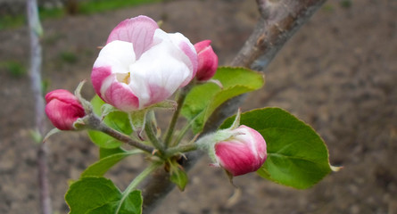 Pink blossom of a tree apple tree in a city park on a spring day. delicate flowers of apple trees, beautiful flowers on the garden