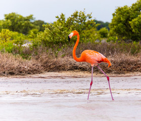 Flamingos on the lagoon of the Ria Lagartos nature preserve
