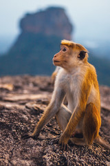 Little monkey is sitting on the rock in Sri Lanka and beautiful Sigiriya rock view