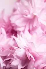 Obraz na płótnie Canvas Close Up of Fresh Cherry Blossom Flowers in Bloom For Background