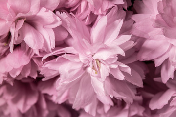 Close Up of Fresh Cherry Blossom Flowers in Bloom For Background