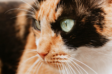 Close up beautiful female cat with green eyes