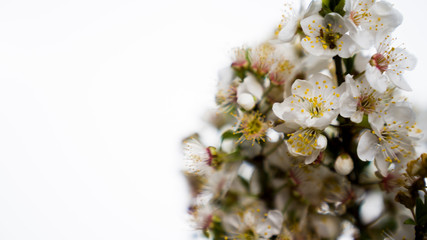 White flowers on branch  in white background. Close up shot. Spring icon
