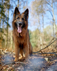 Hübscher altdeutscher Schäferhund im Wald