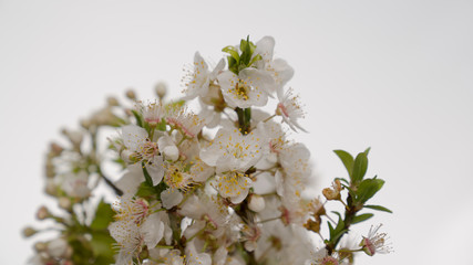 White flowers on branch  in white background. Close up shot. Spring icon