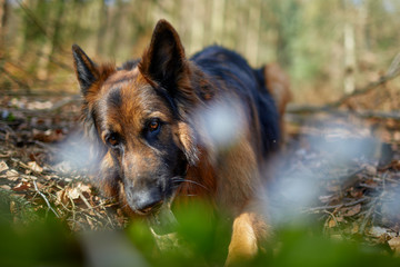 Hübscher altdeutscher Schäferhund im Wald