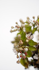 White flowers on branch  in white background. Close up shot. Spring icon