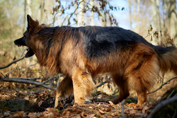 Deutscher Schäferhund bellend im Wald