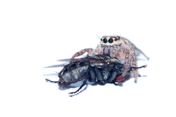 Spiders are catching flies to eat for food