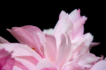 Close Up of Fresh Cherry Blossom Flowers in Bloom For Background