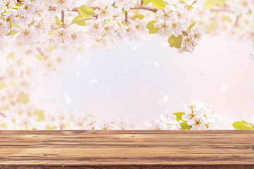 Naklejka na ściany i meble Empty wooden table and blurred branches of blossom cherry against background. Natural template with beauty bokeh. Concept Spring banner for products display or advertising. Copy space