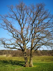 tree in the field