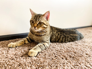 A close-up of a cat of the breed Scotsman, which lies on the carpet.