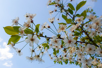 snow-white flowers on a cherry tree. flowering cherry tree in spring