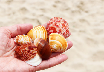 beautiful sea shells in the palm of your hand