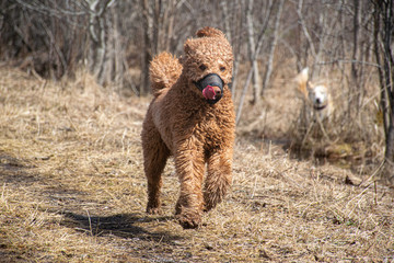 dog wearing a muzzles running outside 