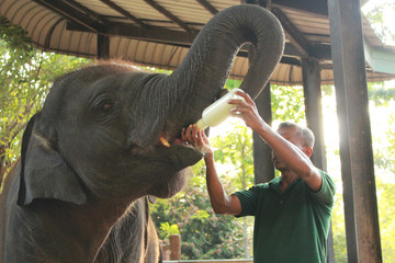 A zoo staff feeding an elephant in the national Zoo park Udawalawe, Sri Lanka 2018 - obrazy, fototapety, plakaty