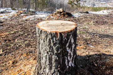 
embossed tree bark background texture