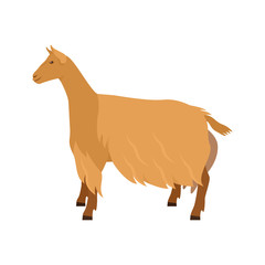 Golden Guernsey Goat Breeds of domestic farm animals Flat vector illustration Isolated object on white background