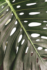 monstera leaves decorating for composition design.Tropical,botanical nature concepts ideas. © f3bri