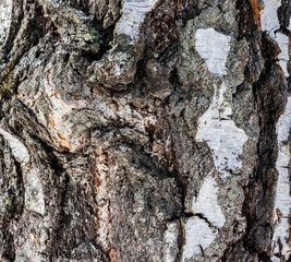 
embossed tree bark background texture