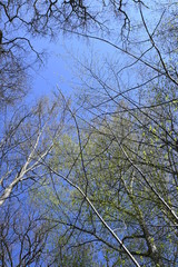 Baum, Wald, Bäume, Forest, Sonne, Frühling