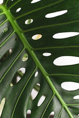 monstera leaves decorating for composition design.Tropical,botanical nature concepts ideas.