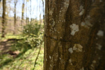 Fototapeta premium Baum, Wald, Bäume, Forest, Sonne, Frühling