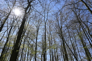 Baum, Wald, Bäume, Forest, Sonne, Frühling