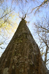Fototapeta premium Baum, Wald, Bäume, Forest, Sonne, Frühling